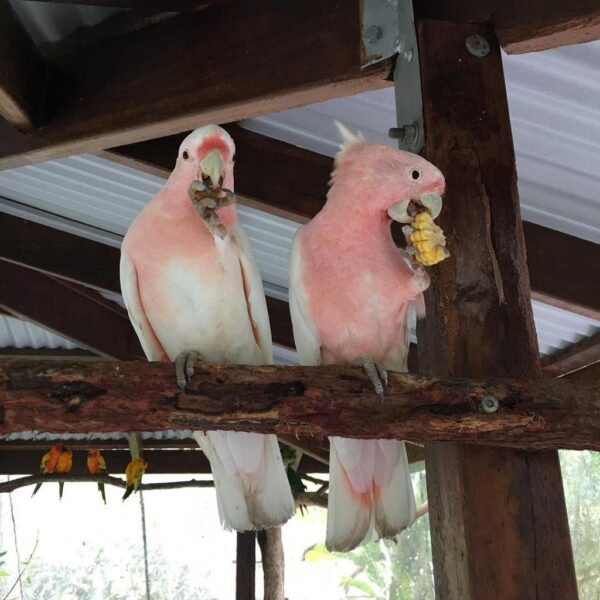 Hand-raised Major Mitchell's pink cockatoo perched