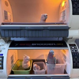 Major Mitchell's cockatoo with pink and white plumage