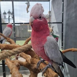 Rose-breasted cockatoo (galah) for sale at My Cockatoo Bird