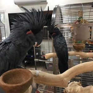 Black palm cockatoo for sale at My Cockatoo Bird