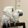 Umbrella cockatoo for sale