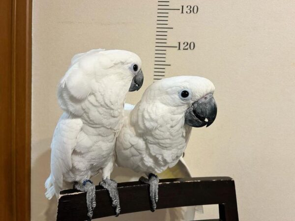 Umbrella cockatoo, one of the better talking cockatoos