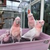 Major Mitchell cockatoo for sale showing its multi-coloured crest