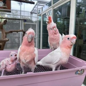 Major Mitchell cockatoo for sale showing its multi-coloured crest