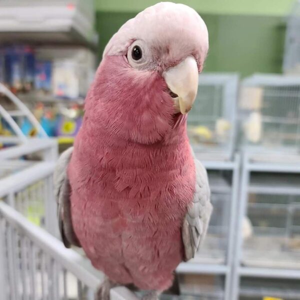 Tame galah (rose-breasted cockatoo) perched on a branch
