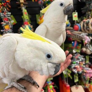 Hand-raised cockatoo birds for sale at My Cockatoo Bird