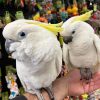 Sulphur crested cockatoo for sale showing its yellow crest