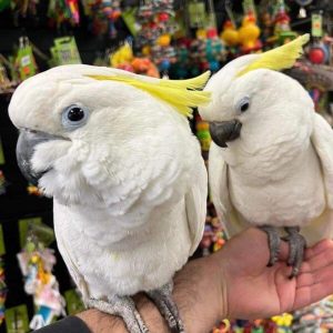 Sulphur crested cockatoo for sale showing its yellow crest