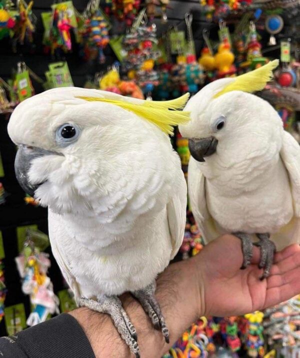Sulphur-crested cockatoo, the species famous for dancing to music