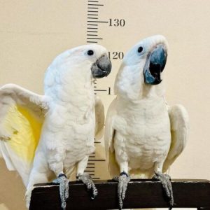 Hand-raised umbrella cockatoo perched, showing its white crest