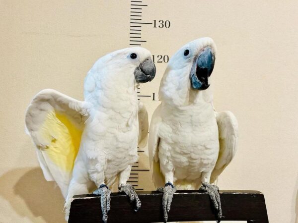 Hand-raised umbrella cockatoo perched, showing its white crest