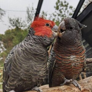 Gang gang cockatoo for sale at My Cockatoo Bird