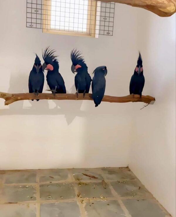 Black palm cockatoo, the largest of the black types of cockatoos