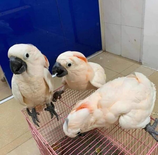 Moluccan cockatoo, the largest and most affectionate white cockatoo