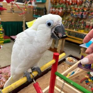 Sulphur-crested cockatoo with its yellow crest raised