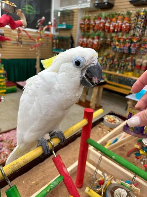 Sulphur-crested cockatoo with its yellow crest raised