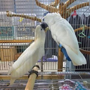 Umbrella cockatoo for sale at My Cockatoo Bird