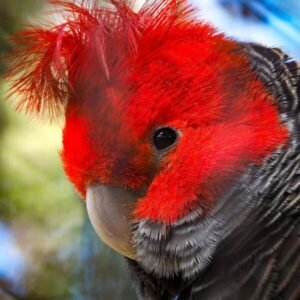 Gang Gang Cockatoo