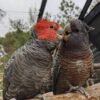 Gang Gang Cockatoo
