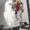 Goffin Cockatoo