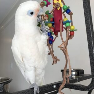 Goffin Cockatoo