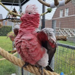 Hand-raised rose-breasted cockatoo (galah) showing pink plumage