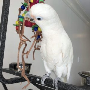 Hand-raised Goffin's cockatoo perched