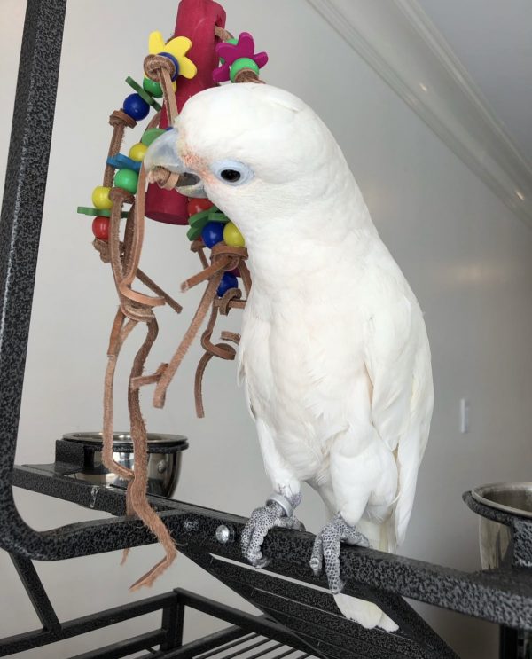 Hand-raised Goffin's cockatoo, a species that rarely bites when well socialised