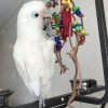 Goffin Cockatoo for Sale