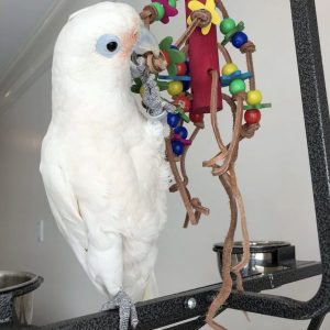 Goffin Cockatoo for Sale