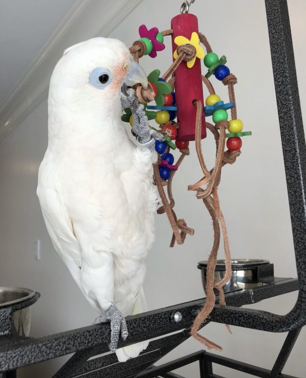 Goffin's cockatoo, the smallest and one of the cleverest cockatoos