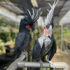 Black palm cockatoo showing its large black beak