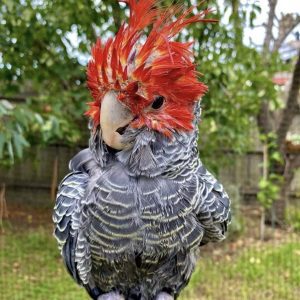 Hand-raised gang gang cockatoo with scarlet crest