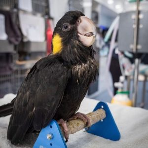 Yellow-tailed black cockatoo showing its yellow tail panels