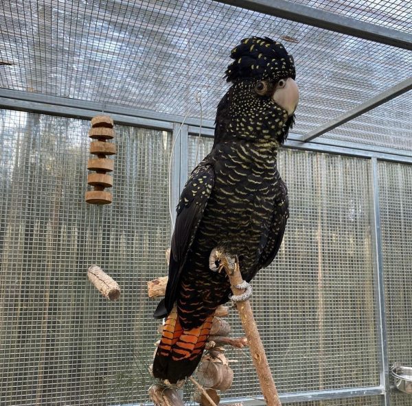 Red-tailed black cockatoo showing its red tail panels