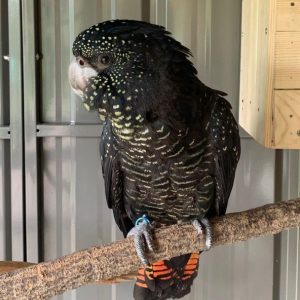 Red Tailed Black Cockatoo for Sale