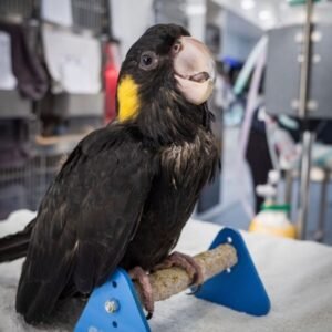 Yellow Tailed Black Cockatoo
