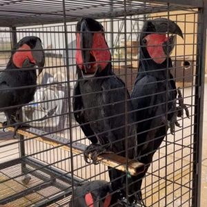 Hand-raised black palm cockatoo with red cheek patch