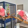 Rose Breasted Cockatoo for Sale