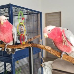 Rose Breasted Cockatoo for Sale