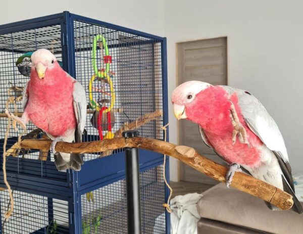 Rose-breasted cockatoo (galah), another playful dancing cockatoo