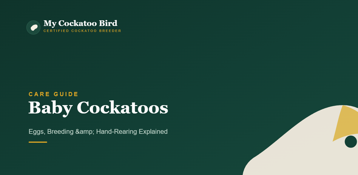 Baby Cockatoos: Eggs, Breeding & Hand-Rearing Explained — My Cockatoo Bird