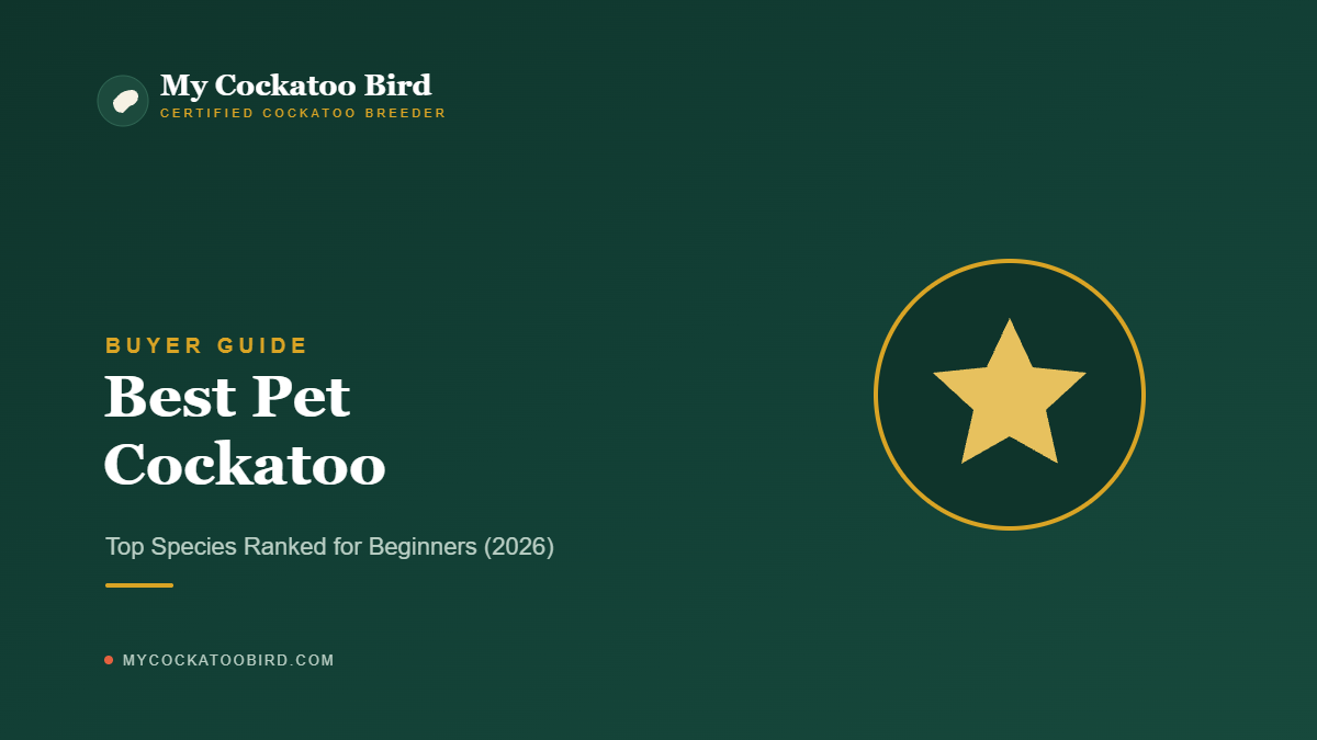 Best Pet Cockatoo: Top Species Ranked for Beginners (2026) — My Cockatoo Bird