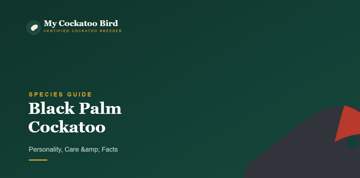 Black Palm Cockatoo: Personality, Care & Facts — My Cockatoo Bird