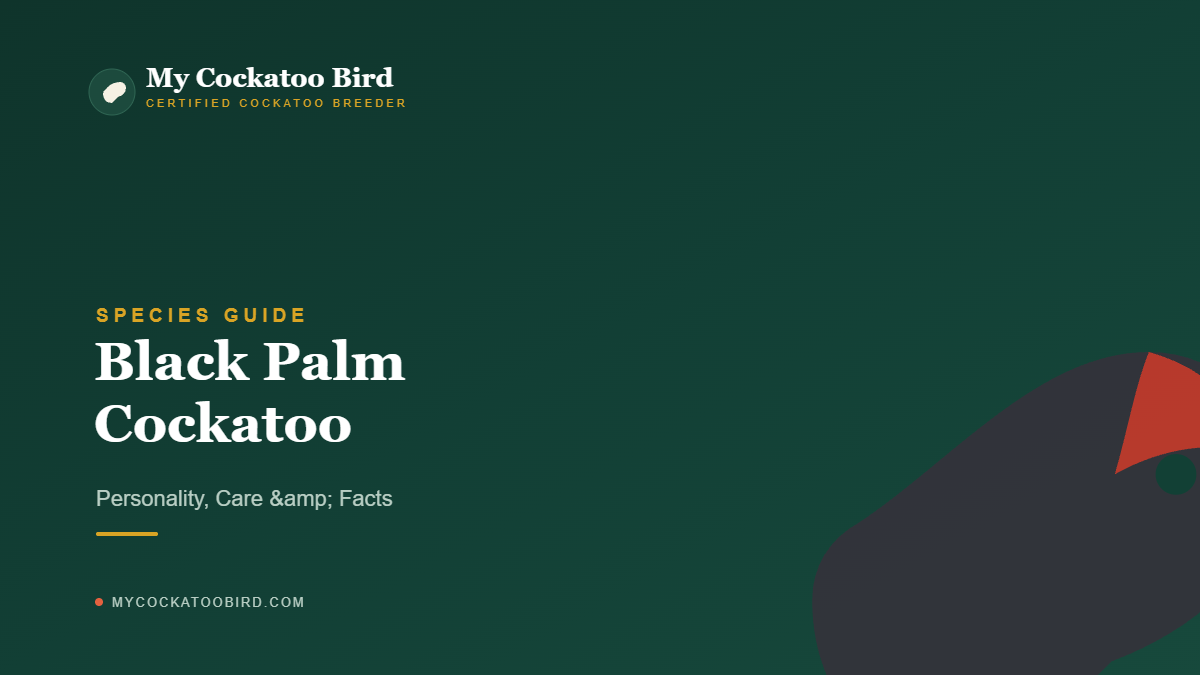 Black Palm Cockatoo: Personality, Care & Facts — My Cockatoo Bird