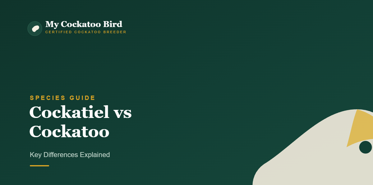 Cockatiel vs Cockatoo: Key Differences Explained — My Cockatoo Bird