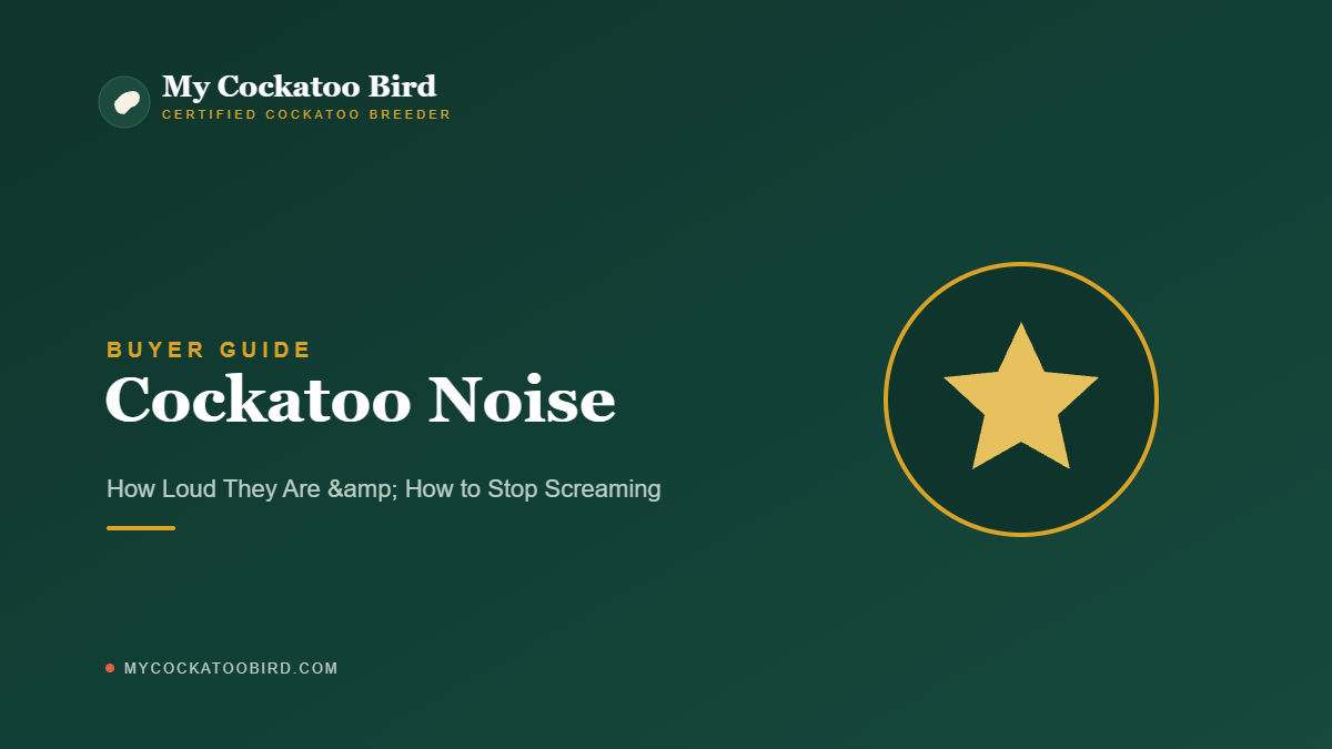 Cockatoo Noise: How Loud They Are & How to Stop Screaming — My Cockatoo Bird