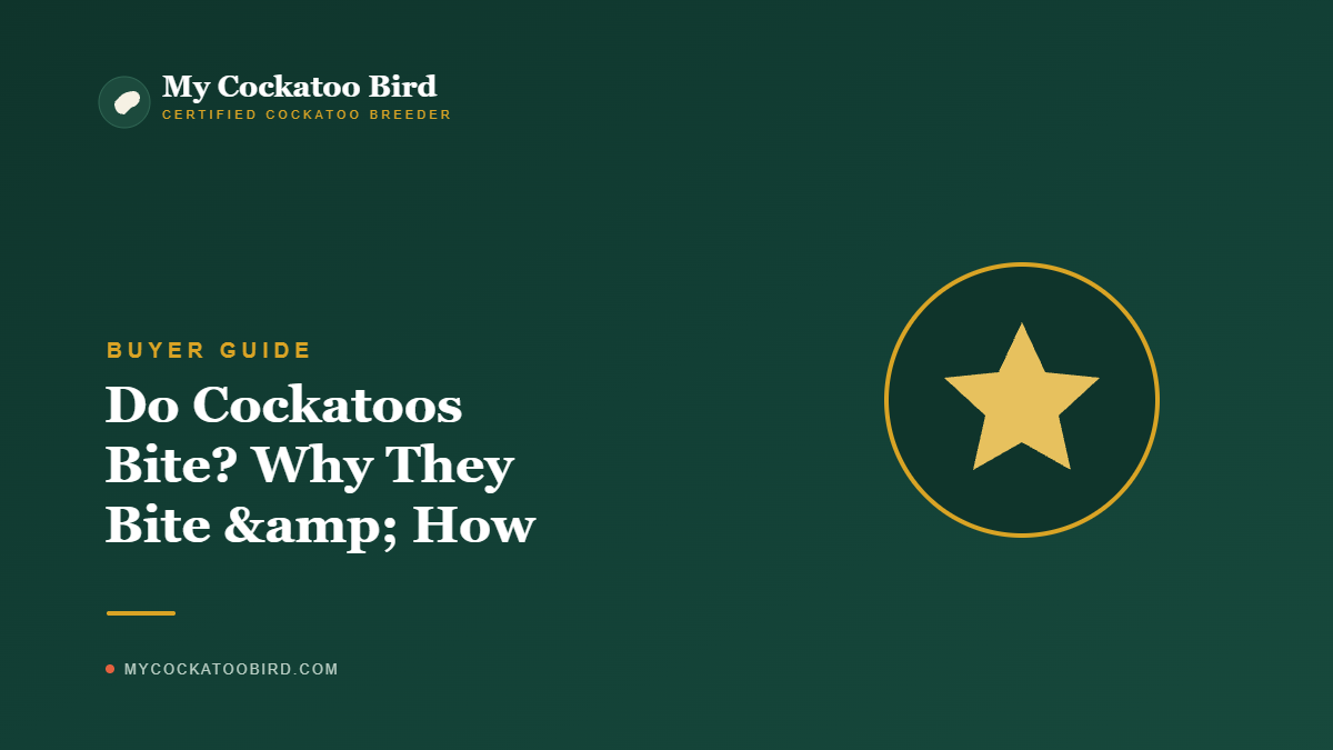 Do Cockatoos Bite? Why They Bite & How to Stop It — My Cockatoo Bird