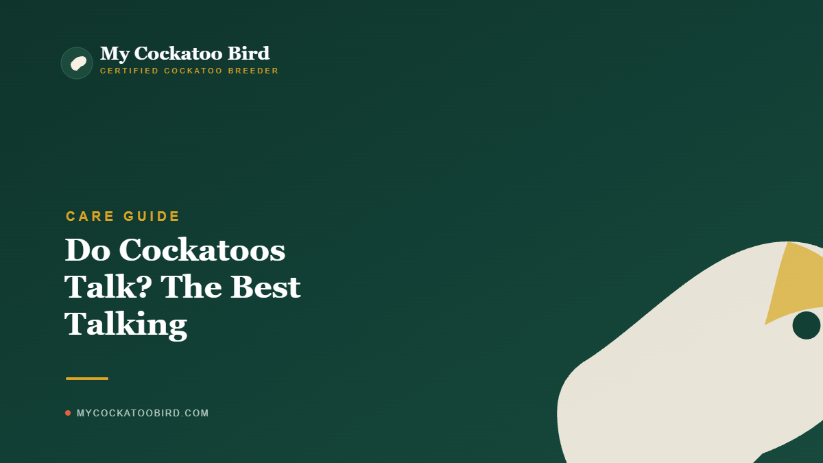 Do Cockatoos Talk? The Best Talking Cockatoos (2026) — My Cockatoo Bird