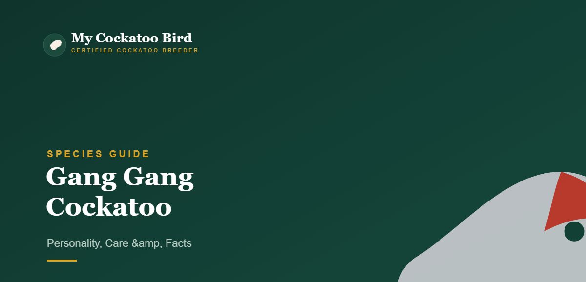 Gang Gang Cockatoo: Personality, Care & Facts — My Cockatoo Bird